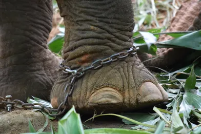 Vegan Rights and Animal Welfare: A Path to a More Compassionate World
