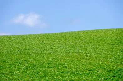 The Power of Veganism in Curbing Environmental Carnage