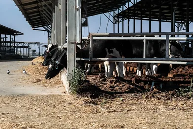 Is it healthier to be vegan?