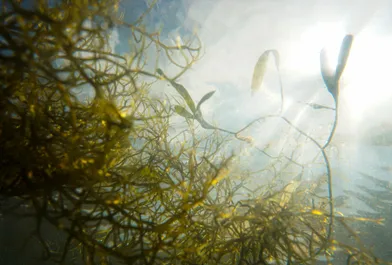 Omega-3's on A Plant-Based Diet