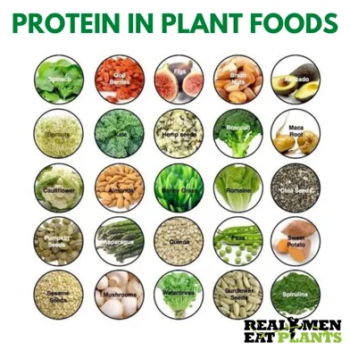 These are the Plant Foods that is rich in Protein